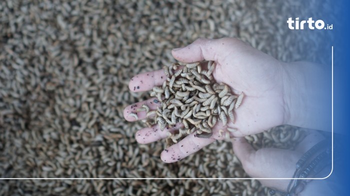 Kapolres Aceh Besar Pimpin Pemusnahan Empat Hektare Ladang Ganja di ... Budidaya maggot pemula di Kuta Cot Glie Aceh Besar