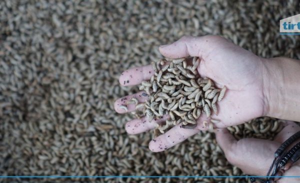 Budidaya maggot pemula di Bakongan Timur Aceh Selatan