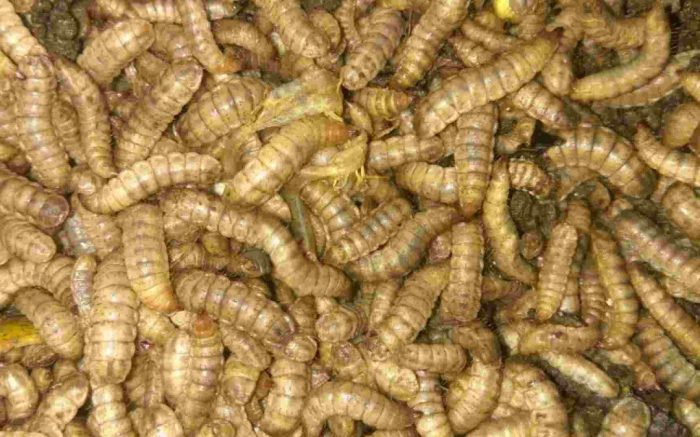 Cara Budidaya Maggot/ Belatung Untuk Pakan Ternak - ORGOMEDIA