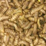 Ternak maggot di Lebong Selatan, Lebong