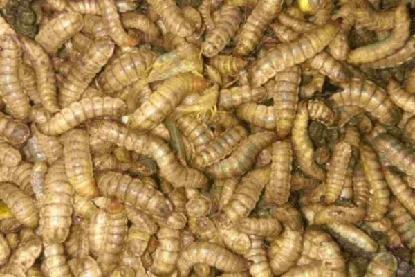 Ternak maggot di Pematang Tiga, Bengkulu Tengah
