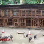Beternak Ayam Kampung Guna Menambah Penghasilan Sehari-Hari, Babinsa ...