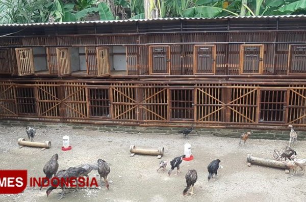 Beternak ayam kampung di halaman rumah - YouTube