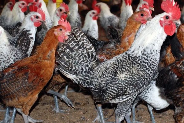 Ayam arab di Seputih Mataram, Lampung Tengah