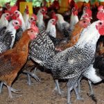 Ayam arab di Lhoong Aceh Besar