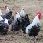 AYAM ARAB SI PETELUR UNGGUL sangat cocok di jadikan ayam kampung ...