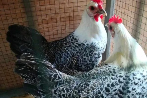 Ayam arab di Kotabumi Utara, Lampung Utara