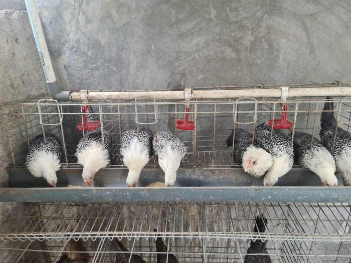 Mengembangkan Usaha Ternak Ayam Arab: Panduan untuk Pemula (Part 2 ... Ayam arab di Sungkai Jaya, Lampung Utara