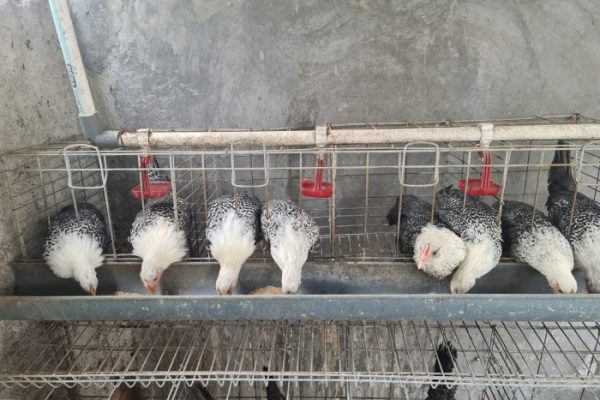 Ayam arab di Sumber Rejo, Tanggamus