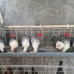 Mengembangkan Usaha Ternak Ayam Arab: Panduan Untuk Pemula (Part 2 ...