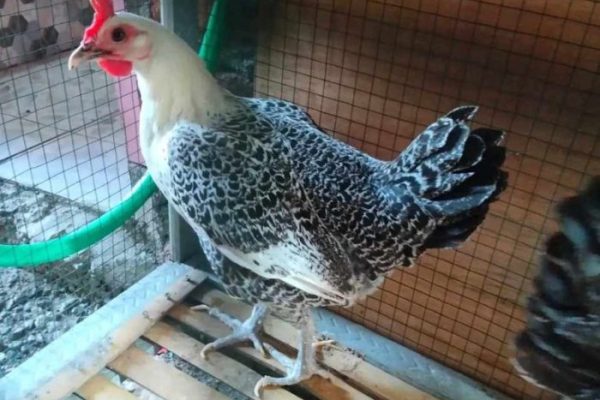 Bisnis Ternak Ayam Arab: Peluang Menjanjikan Di Dunia Peternakan (Part ...