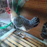 Ayam arab di Lhoknga Aceh Besar