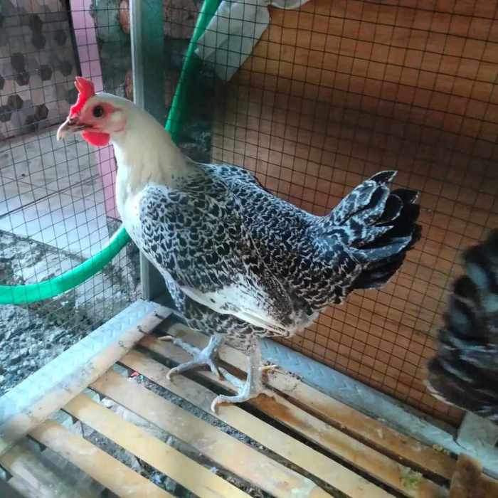 Ternak Ayam Arab Umbaran Atau Semi Umbaran, Anda Lebih Pilih Yang Mana ... Ayam arab di Kaur Selatan, Kaur