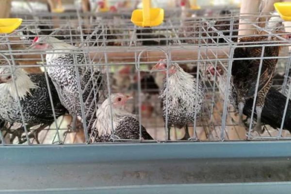 √ Informasi Lengkap Mengenai Ayam Arab - hobiternak.com