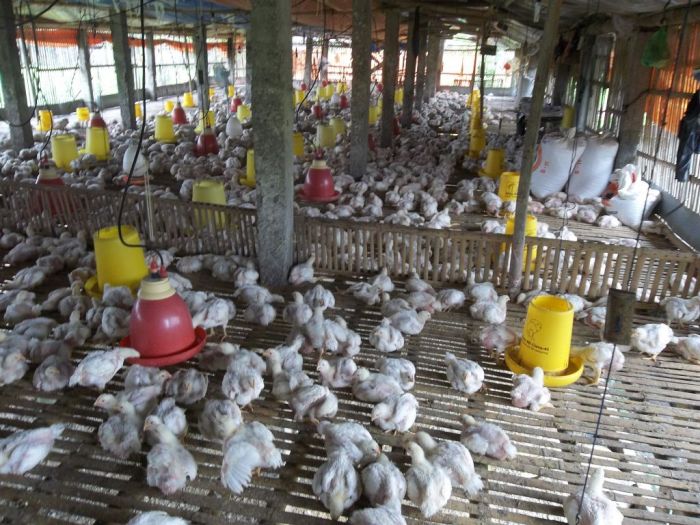 Pedoman Budidaya Ayam Pedaging / Broiler – Agrokompleks Kita Budidaya ayam broiler di Lebong Utara, Lebong