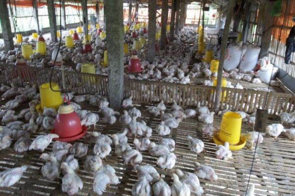 Budidaya ayam broiler di Air Nipis, Bengkulu Selatan