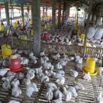 Budidaya AYAM Broiler