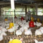 Budidaya ayam broiler di Kedurang, Bengkulu Selatan
