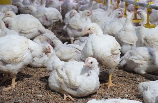 Budidaya ayam broiler di Curup Selatan, Rejang Lebong