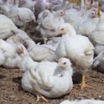 Budidaya ayam broiler di Pasar Manna, Bengkulu Selatan