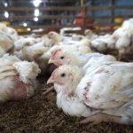 Manajemen Pemeliharaan Ayam Broiler Untuk Peternak