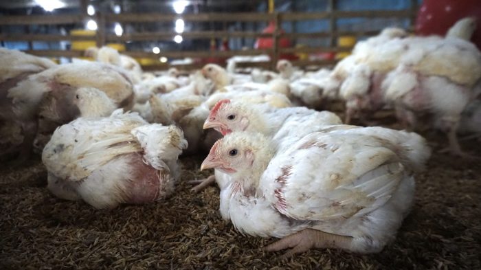 Budidaya ayam broiler di Rimbo Pengadang, Lebong