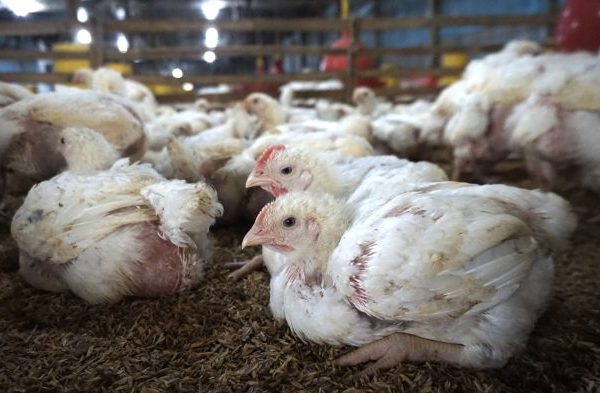 Panduan Lengkap Mengenal Karakteristik Ayam Broiler untuk Pemula