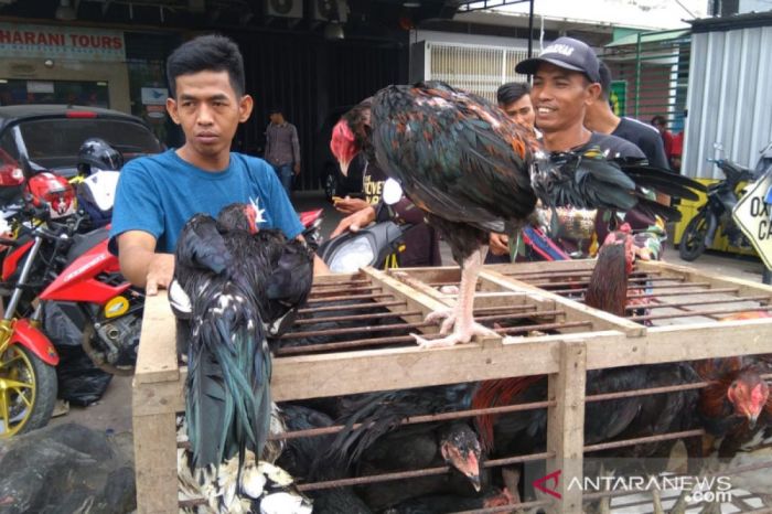 Harga ayam kampung di Makassar melonjak menjelang Lebaran 2019 - ANTARA ... Harga ayam kampung di Makassar melonjak menjelang Lebaran 2019 - ANTARA ...