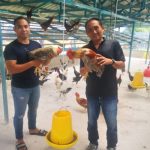 Harga ayam potong di Bengkulu Rp28 ribu per kilogram - ANTARA News Bengkulu