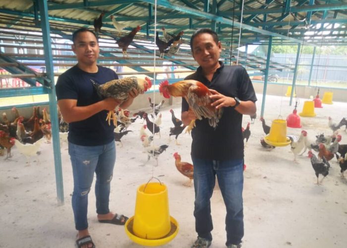 Harga ayam potong di Bengkulu Rp28 ribu per kilogram - ANTARA News Bengkulu Harga ayam potong di Bengkulu Rp28 ribu per kilogram - ANTARA News Bengkulu