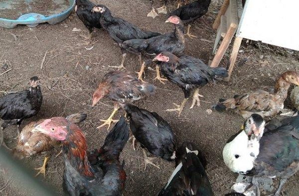 Peternakan ayam kampung di Singkil Utara, Aceh Singkil