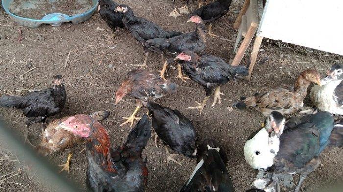 Ayam Peliharaan Warga Aceh Singkil Mati Mendadak - Serambinews.com Peternakan ayam kampung di Singkil Utara, Aceh Singkil