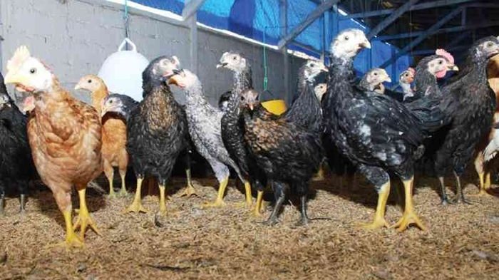 Mengenal Ayam Arab, Ciri-ciri hingga Keunggulannya - PPG Ayam arab di Ujan Mas, Kepahiang