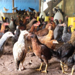 Peternakan ayam kampung di Kuta Alam, Kota Banda Aceh