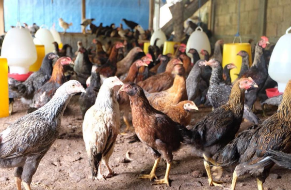 Peternakan ayam kampung di Kuta Alam, Kota Banda Aceh