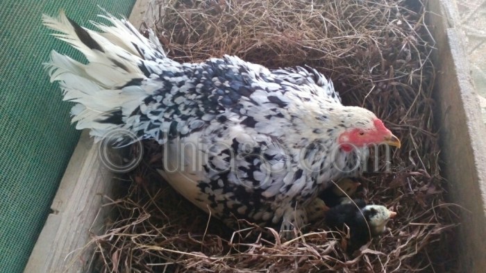 Perumda Tirta Ratu Samban Raih Juara Nominasi Stand Terbaik dalam ... Ayam arab di Ratu Samban, Kota Bengkulu