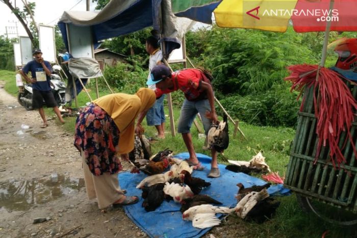 Harga ayam kampung di Kendari melonjak 100 persen pada H-1 Lebaran ... Harga ayam kampung di Pulo Aceh Aceh Besar