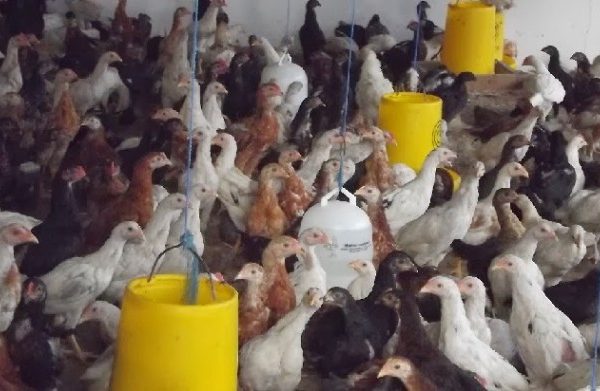 Panduan Lengkap Usaha Ternak Ayam Kampung Untuk Pemula - Cara Beternakku