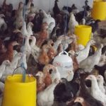 Ternak ayam kampung pemula di Pondok Kelapa, Bengkulu Tengah