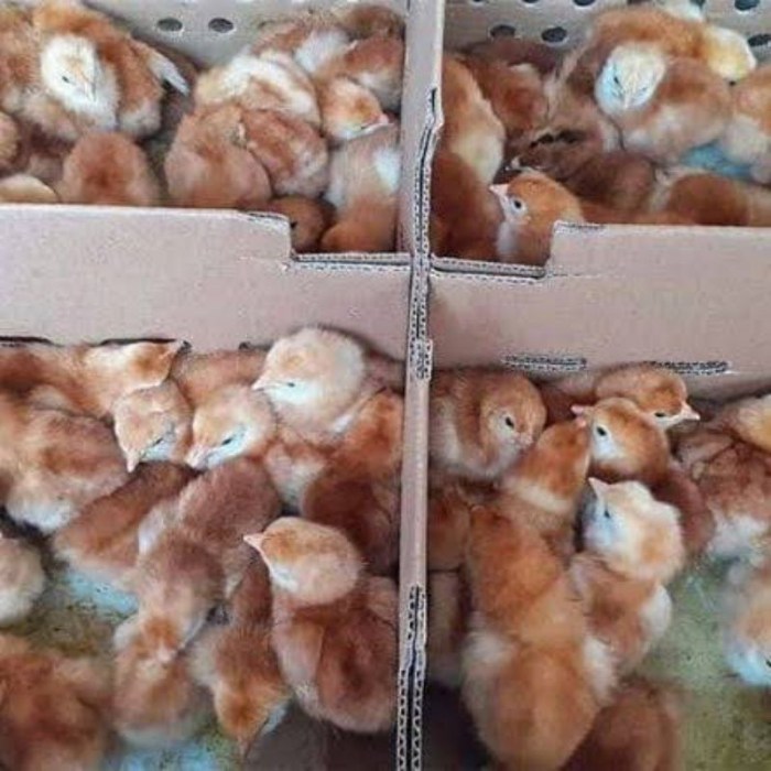 Jual Ayam petelur usia 30minggu/terus bertelur dan berproduksi/berat 1 ... Penjual ayam petelur terdekat di Kluet Timur Aceh Selatan