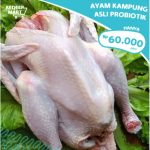 Harga ayam kampung di Simpang Tiga Aceh Besar