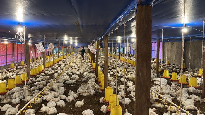 Listrik Padam, Peternak Ayam di Desa Lagan Bungin Alami Kerugian ... Ayam arab di Bungin Kuning, Lebong