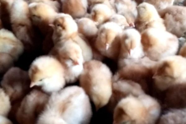 Rahasia Harga Ayam Petelur Siap Telur Terungkap, Temukan Wawasan ...