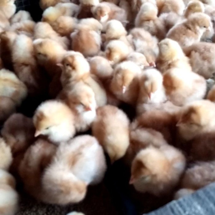 Rahasia Harga Ayam Petelur Siap Telur Terungkap, Temukan Wawasan ...