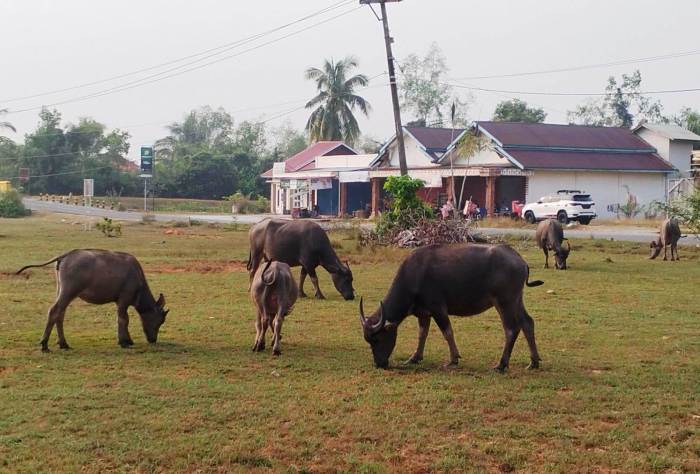 Ini Dia Kecamatan di Mukomuko Paling Sedikit Hewan Ternak Kaki Empat