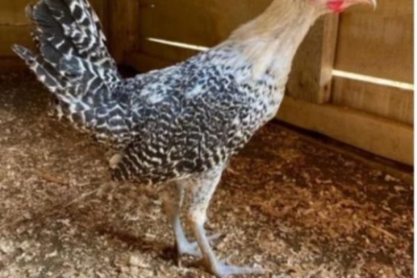 Ayam arab di Bangunrejo, Lampung Tengah