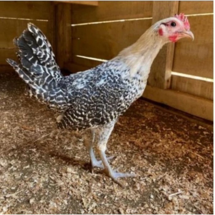 Ayam arab di Bangunrejo, Lampung Tengah