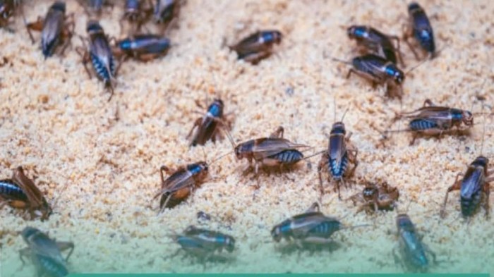 Agar Sukses Beternak Jangkrik, Kenali Dulu Habitat dan Kehidupannya Agar Sukses Beternak Jangkrik, Kenali Dulu Habitat dan Kehidupannya