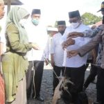 Cek Keunggulan Ayam Arab yang Menguntungkan Bagi Peternak - HOBI TERNAK