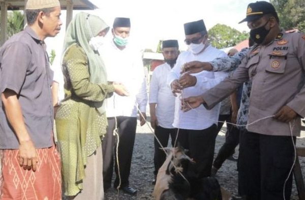 Cek Keunggulan Ayam Arab yang Menguntungkan Bagi Peternak - HOBI TERNAK